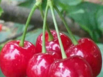 乌皮樱桃树 乌皮大樱桃 嫁接苗南方种植樱桃 车厘子图3