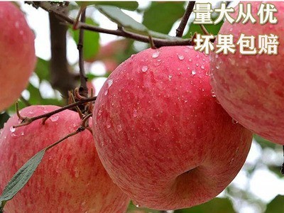 春节送礼陕西苹果洛川红富士产地新鲜生果苹果基地 代理招商图2