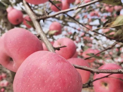 春节送礼陕西苹果洛川红富士产地新鲜生果苹果基地 代理招商图3