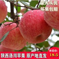 年货送礼老人洛川苹果卡基地现摘鲜果水果基地供应商整箱批发