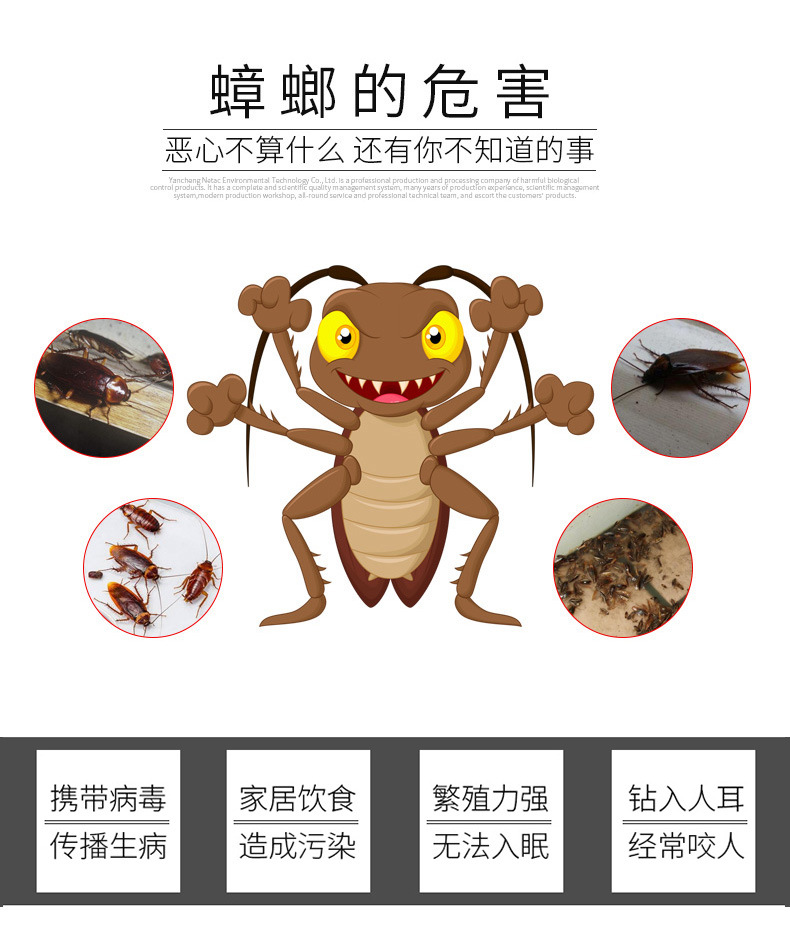 蟑螂详情2_02
