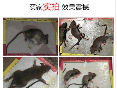 驰天源头厂家粘鼠板老鼠贴捕鼠器老鼠胶灭鼠厂家家用粘鼠捕鼠图4