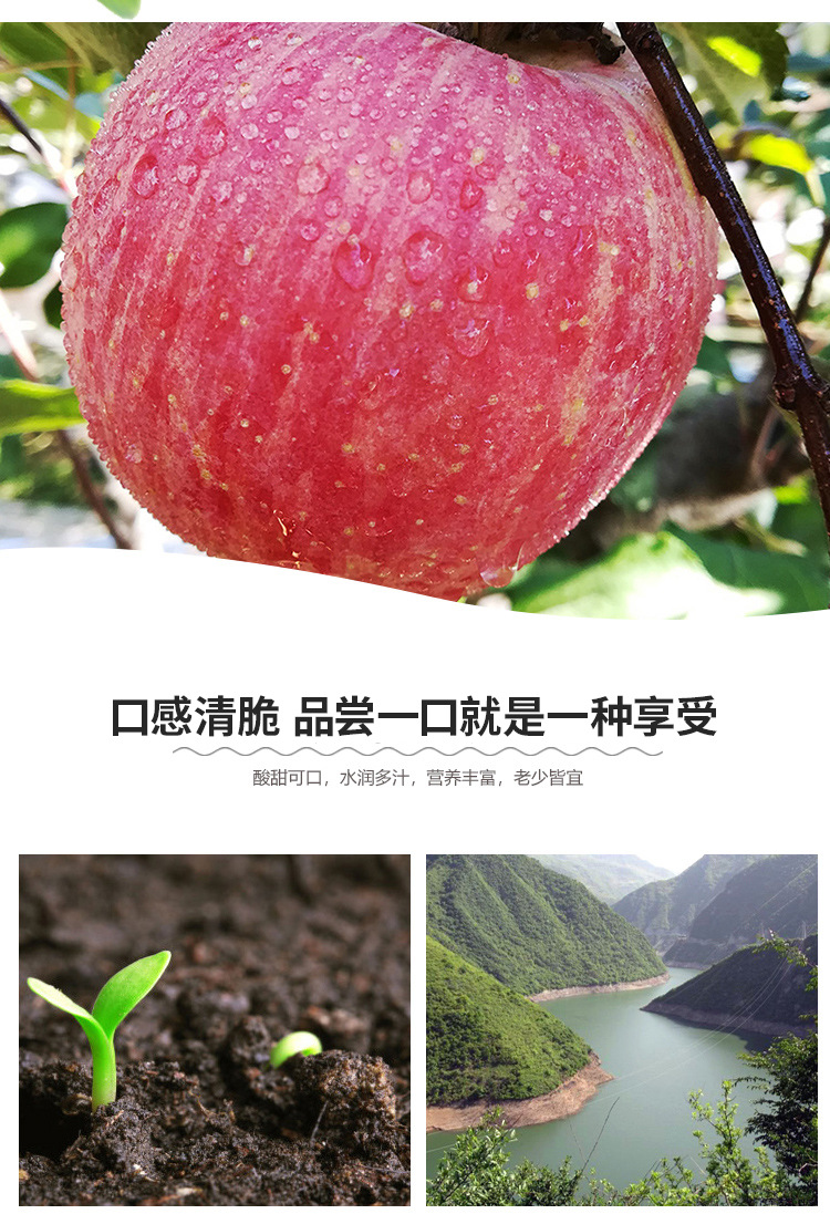 红苹果_05