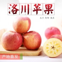 2021产地货源 【洛川红富士苹果】大果新鲜水果应季水果批发一件