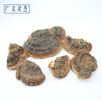 野生无柄赤芝 灵芝批发 红缘层孔菌 可切片 2吨现货 产地直销