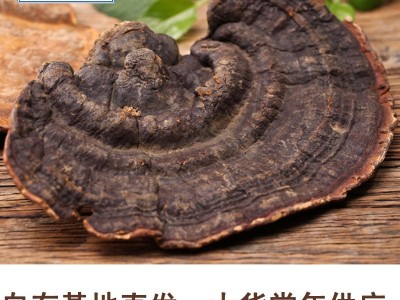 野生无柄赤芝 灵芝批发 红缘层孔菌 可切片 2吨现货 产地直销图2