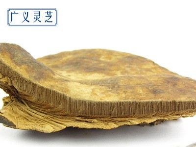 野生无柄赤芝 灵芝批发 红缘层孔菌 可切片 2吨现货 产地直销图5