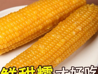 忻州糯甜玉米真空即食 黑玉米花玉米 黄玉米 粘玉米 甜玉米批发图4