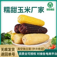 忻州糯甜玉米真空即食 黑玉米花玉米 黄玉米 粘玉米 甜玉米批发