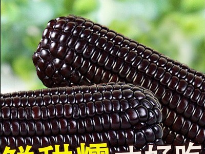 忻州糯甜玉米真空即食 黑玉米花玉米 黄玉米 粘玉米 甜玉米批发图3