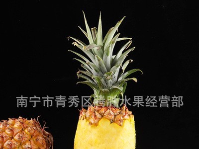 海南金钻凤梨新鲜手撕牛奶凤梨无眼菠萝当季水果整箱批发一件代发图3