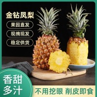 海南金钻凤梨新鲜手撕牛奶凤梨无眼菠萝当季水果整箱批发一件代发