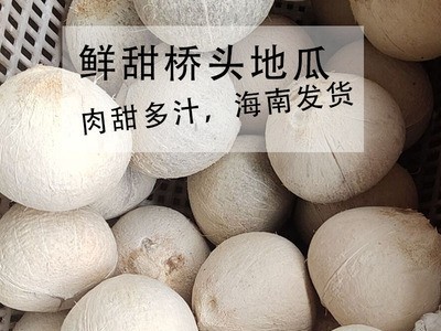 包邮厂家直供海南热带椰青9个6个4个装椰青青椰甘甜优良选种图4