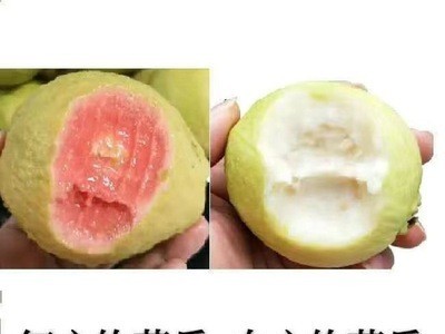 【精品】广西软心红心番石榴新鲜水果香软芭乐红软糯鸡屎果包邮图2