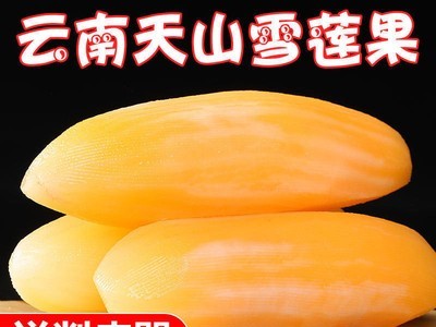 云南天山雪莲果批发应季水果新鲜糖红心现挖黄心2/10斤图3