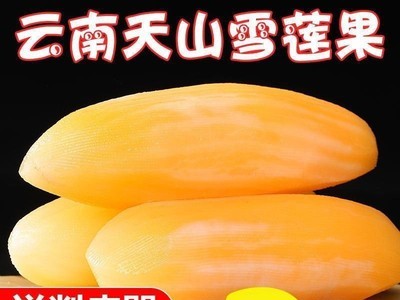 云南天山雪莲果批发应季水果新鲜糖红心现挖黄心2/10斤图2