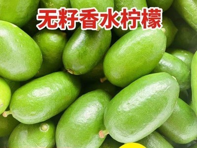 无籽香水柠檬青柠檬精选一级果6斤广东新鲜水果柠檬图2