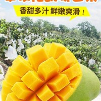 现摘旁枝花凯特大芒果 带箱10斤特大果 水果整箱包邮代发