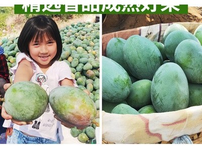 现摘旁枝花凯特大芒果 带箱10斤特大果 水果整箱包邮代发图2
