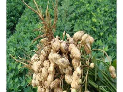 5斤包邮 沂蒙山/生花生 干花生 带壳花生 500克图4