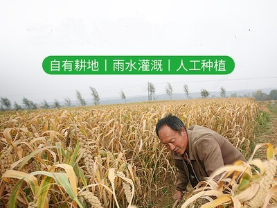 新米山西米脂黄小米 5斤农家粥米五谷杂粮小黄米厂家散装50斤图3