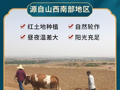新米山西米脂黄小米 5斤农家粥米五谷杂粮小黄米厂家散装50斤图4