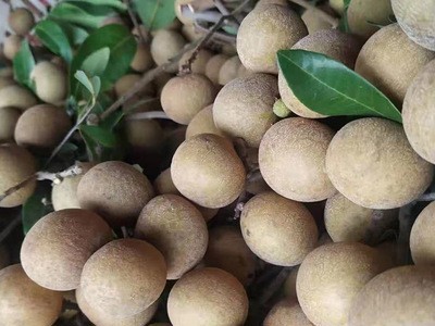 龙眼新鲜现摘水果广东茂名储良鲜桂圆当季整箱5斤10斤整箱批发图3