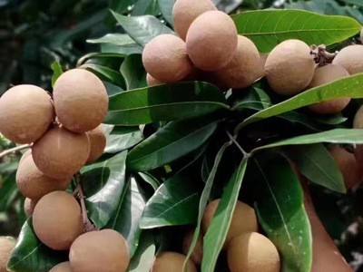 龙眼新鲜现摘水果广东茂名储良鲜桂圆当季整箱5斤10斤整箱批发图2