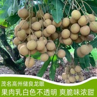 龙眼新鲜现摘水果广东茂名储良鲜桂圆当季整箱5斤10斤整箱批发