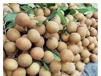 龙眼新鲜现摘水果广东茂名储良鲜桂圆当季整箱5斤10斤整箱批发图4