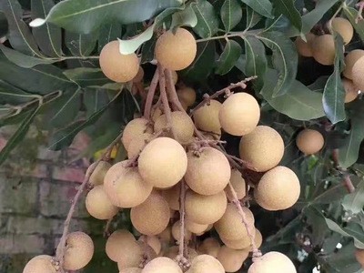 龙眼新鲜现摘水果广东茂名储良鲜桂圆当季整箱5斤10斤整箱批发图5