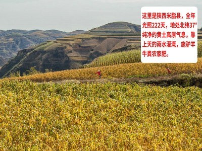 产地供应餐饮生鲜用小米 真空米砖420g*5 批发陕北米脂黑小米图3