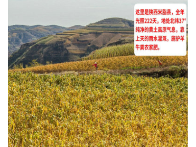 现货供应黄小米 黄土高原米脂黄小米 谷物杂粮宝宝米批发420g图3