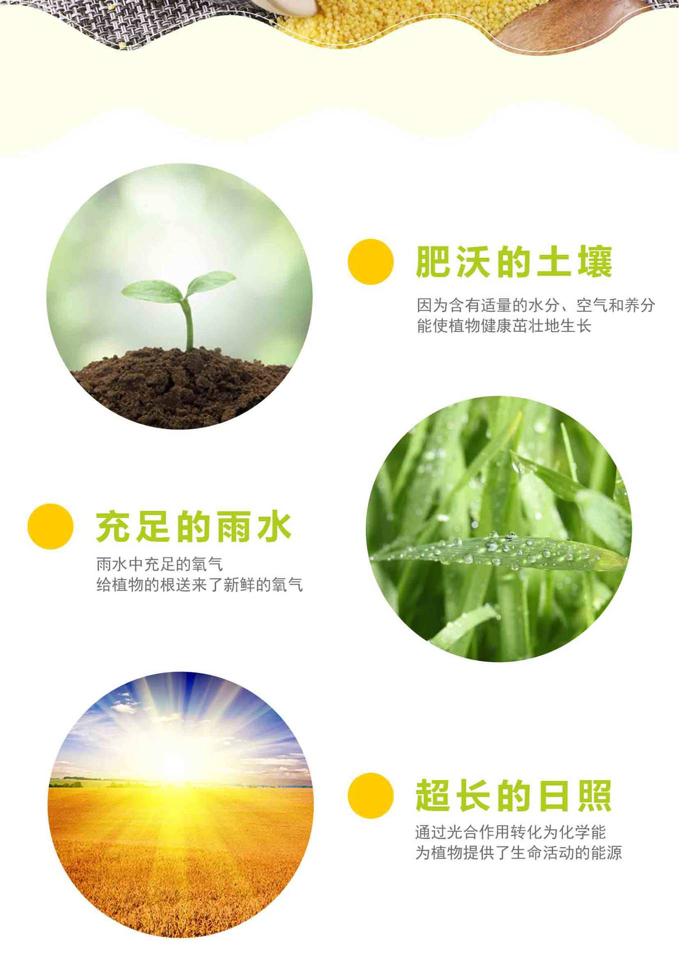 红谷小米_03