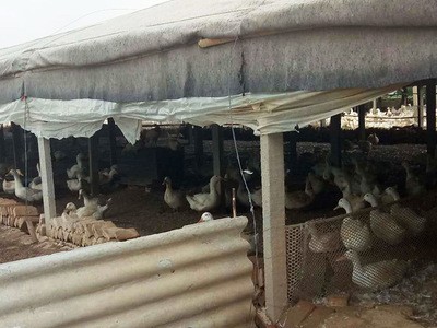 自然养殖的鸭子散养的新鲜鸭子嚼劲不油腻肉质紧实Q弹图2
