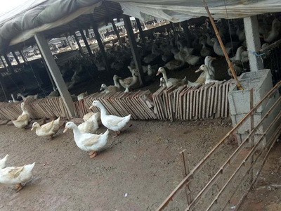 自然养殖的鸭子散养的新鲜鸭子嚼劲不油腻肉质紧实Q弹图3