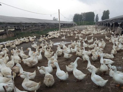 自然养殖的鸭子散养的新鲜鸭子嚼劲不油腻肉质紧实Q弹图4