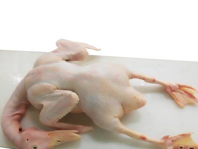 自然养殖的鸭子散养的新鲜鸭子嚼劲不油腻肉质紧实Q弹图5
