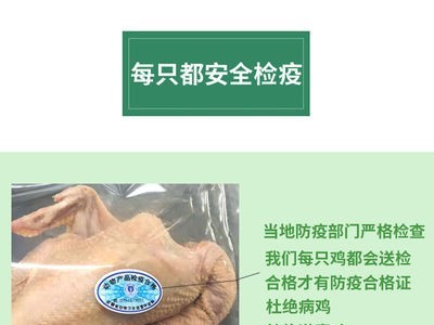 暖小七大别山黄油老母鸡土鸡柴笨鸡肉煲汤 招代理图4