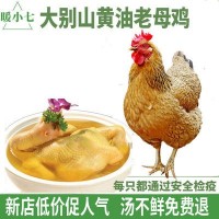 暖小七大别山黄油老母鸡土鸡柴笨鸡肉煲汤 招代理