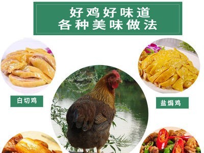 暖小七广东清远鸡白切斩鸡盐焗鸡非三黄麻鸡招代理一件代发图2