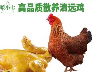 暖小七广东清远鸡白切斩鸡盐焗鸡非三黄麻鸡招代理一件代发图3
