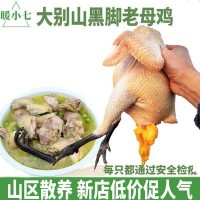 暖小七大别山黑脚老母鸡土鸡农家柴鸡肉招代理一件代发