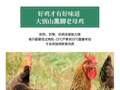 暖小七大别山黑脚老母鸡土鸡农家柴鸡肉招代理一件代发图3