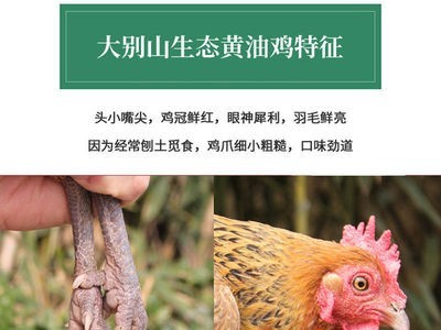 暖小七大别山黑脚老母鸡土鸡农家柴鸡肉招代理一件代发图2