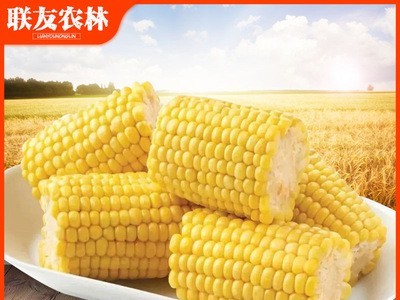 东北黑龙江黄黏糯玉米九根 280g/根熟玉米塑封真空包装糯玉米棒 一件代发图2