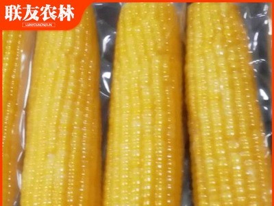 东北黑龙江黄黏糯玉米九根 280g/根熟玉米塑封真空包装糯玉米棒 一件代发图3