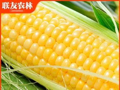 东北黑龙江黄黏糯玉米九根 280g/根熟玉米塑封真空包装糯玉米棒 一件代发图4
