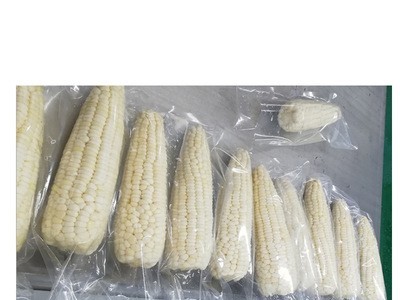 厂家销售东北8根白黏糯玉米220g以上/根 新鲜采摘包邮真空包装图5