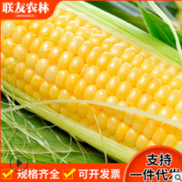 包邮东北9根黄玉米280g/根 新鲜香糯熟玉米塑封真空包装甜糯玉米